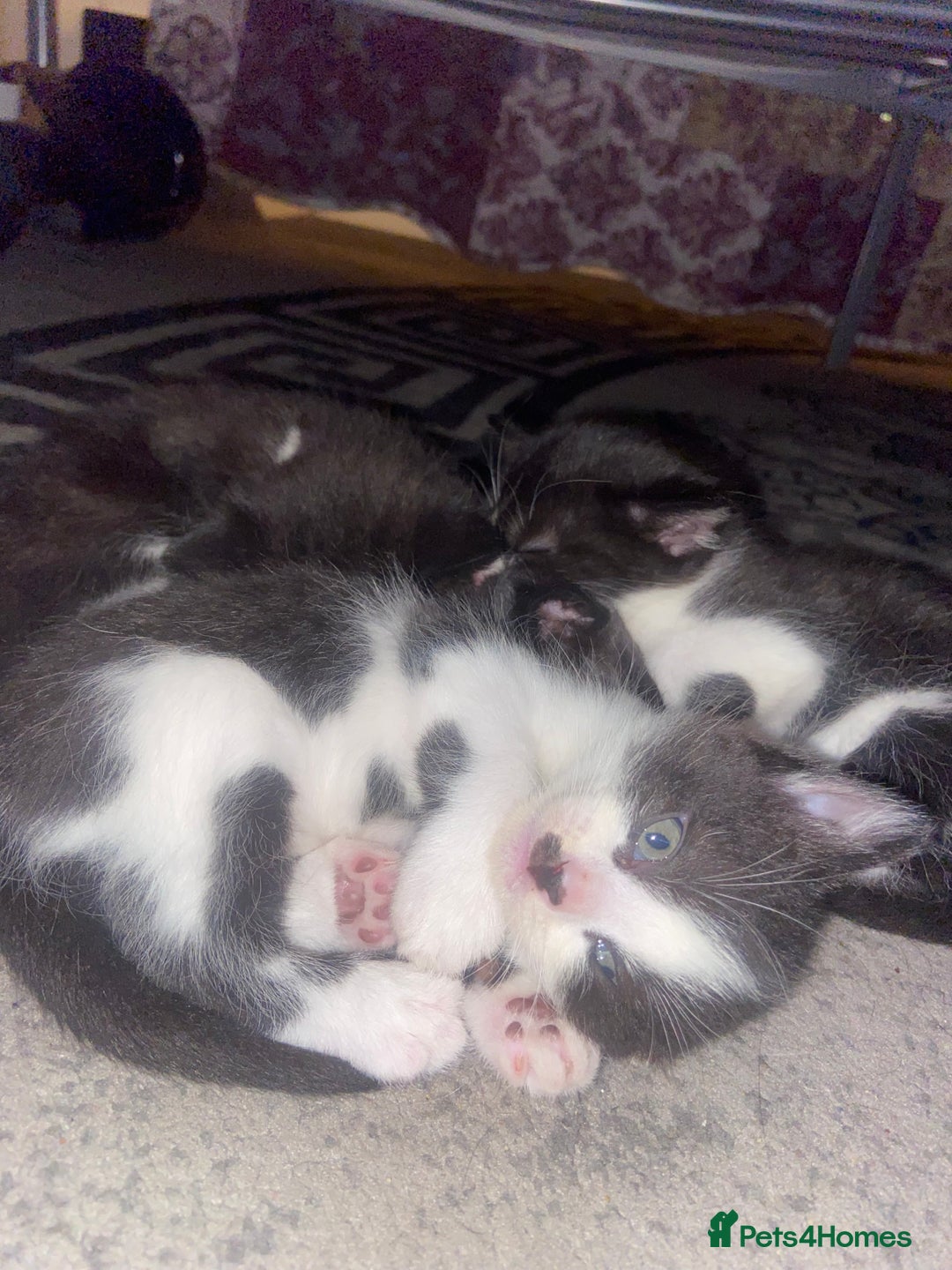 Domestic Shorthair cats for sale: Adorable Black & White Kittens  - Image 2