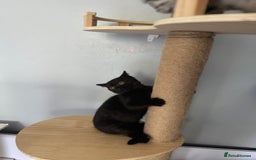 British Shorthair cats for sale: Last charming British shorthairKitten Available - Image 7