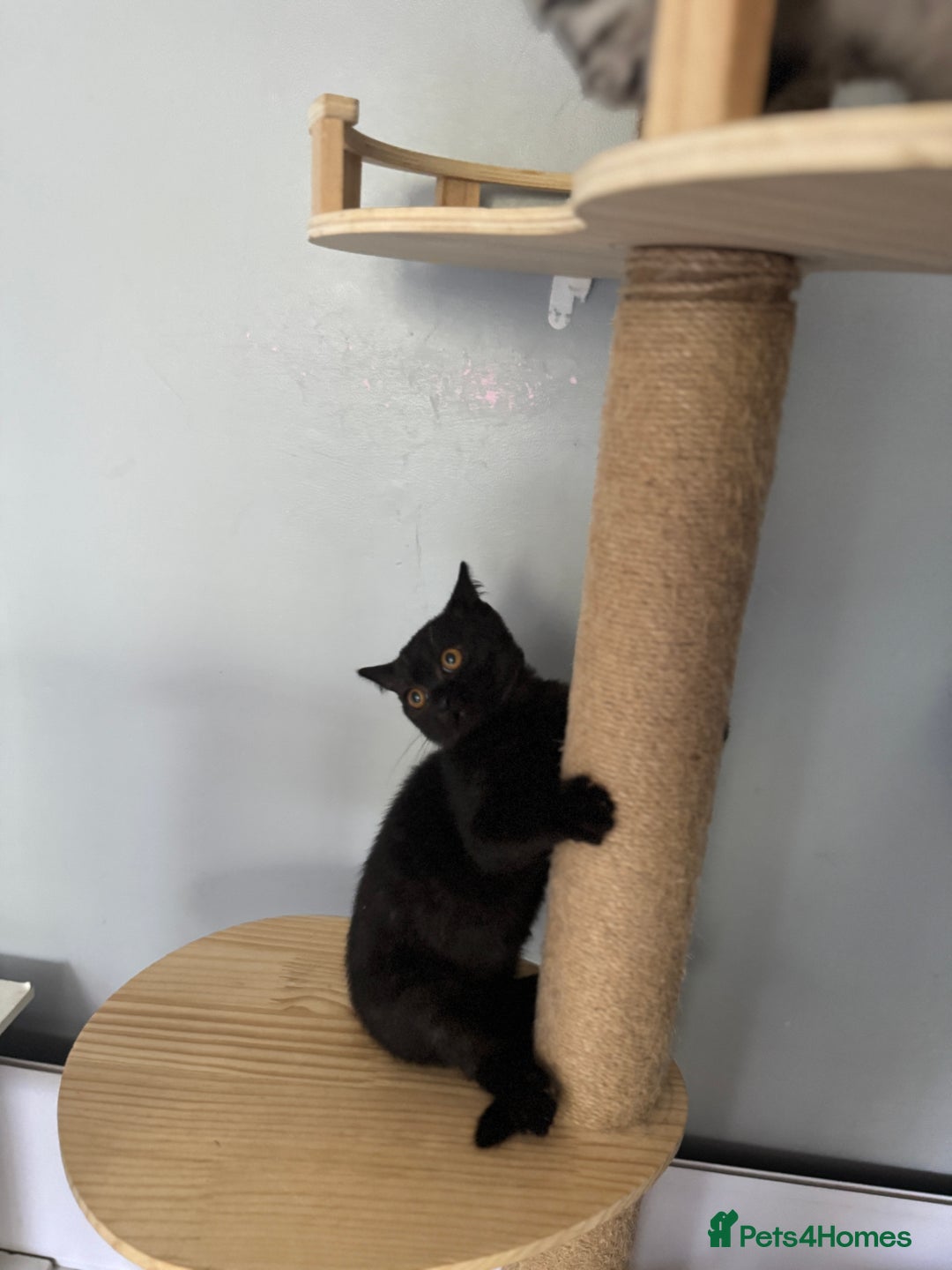 British Shorthair cats for sale: Last charming British shorthairKitten Available - Image 7