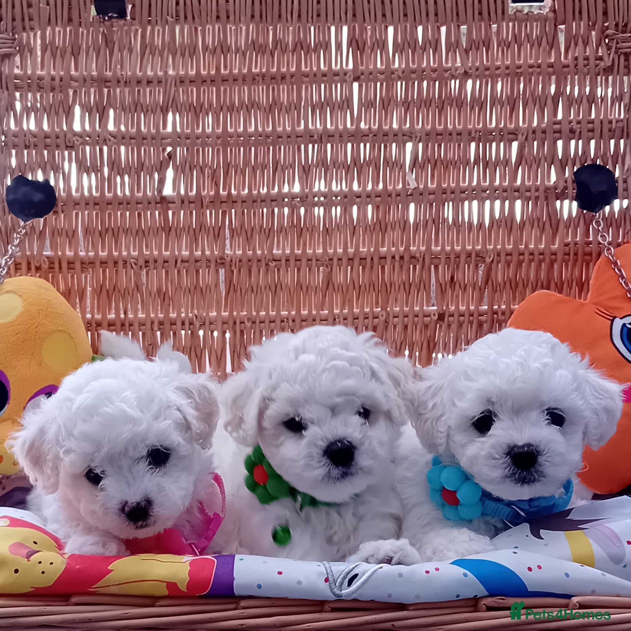 Bichon Frise dogs Bichon Frise ( 2 boys 2 girls ) - Advert 1