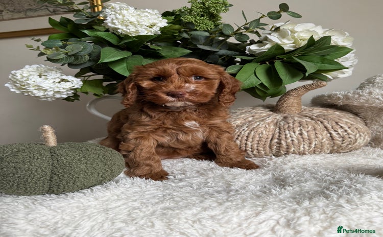 Cockapoo dogs - Advert 3