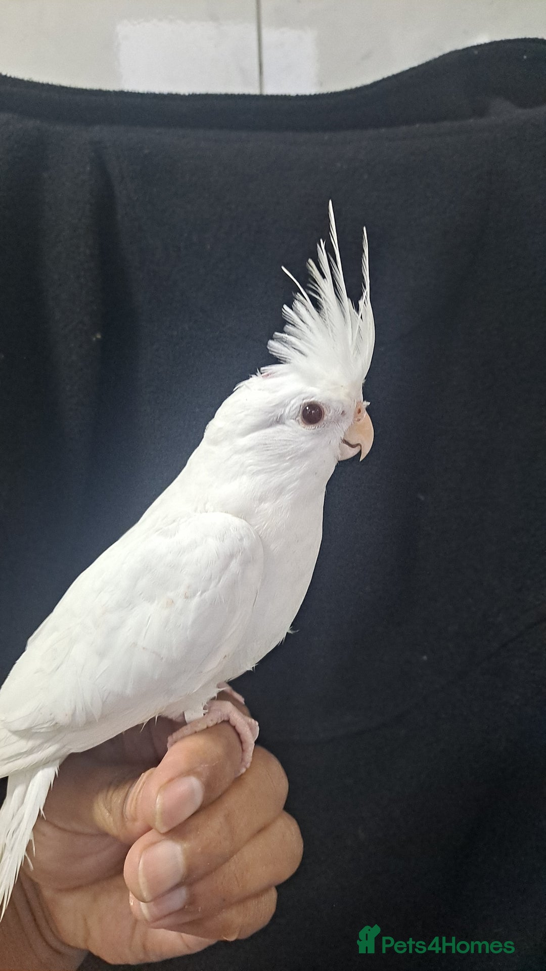 Cockatiels birds for sale: Silly hand tamed baby cockatiels for sale  - Image 1