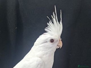 Cockatiels birds - Advert 10