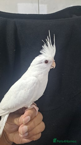 Cockatiels birds for sale - Advert 4