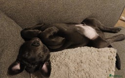 Labrador Retriever dogs for sale: Rehoming our beautiful boys, 9 month old labradors - Image 10