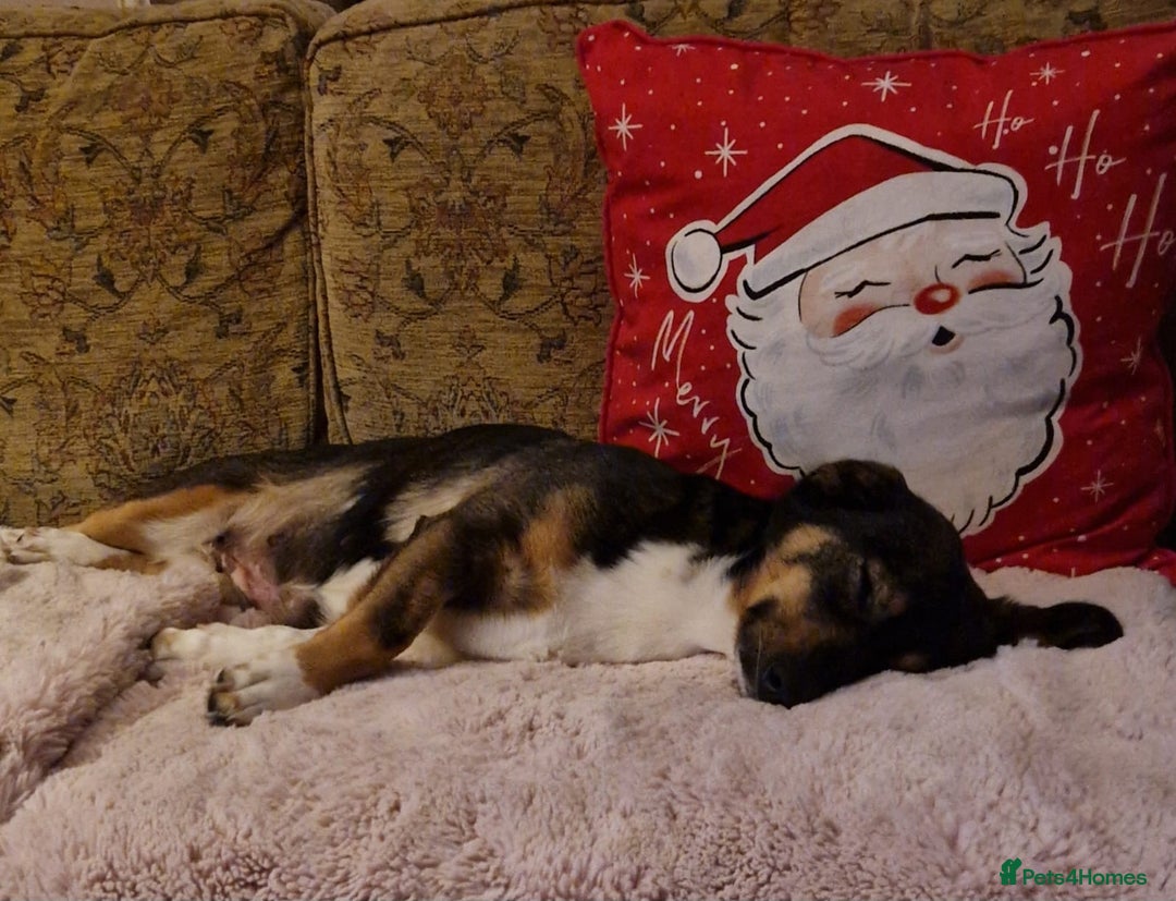 Mixed Breed dogs for adoption: Lessy  - Advert 4