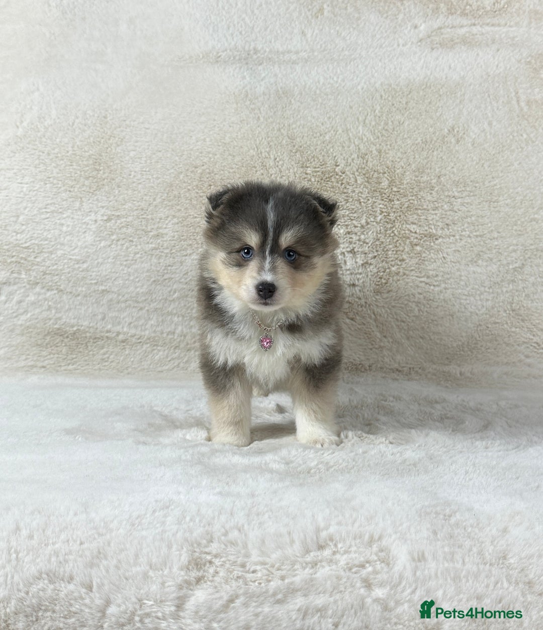 Pomsky dogs for sale: Stunning blue eyes F3 Pomsky puppies for sale  - Image 13