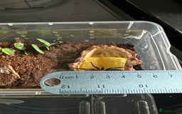 Tarantulas invertebrates for sale: Brazilian red head Bumba Horrida  - Image 5