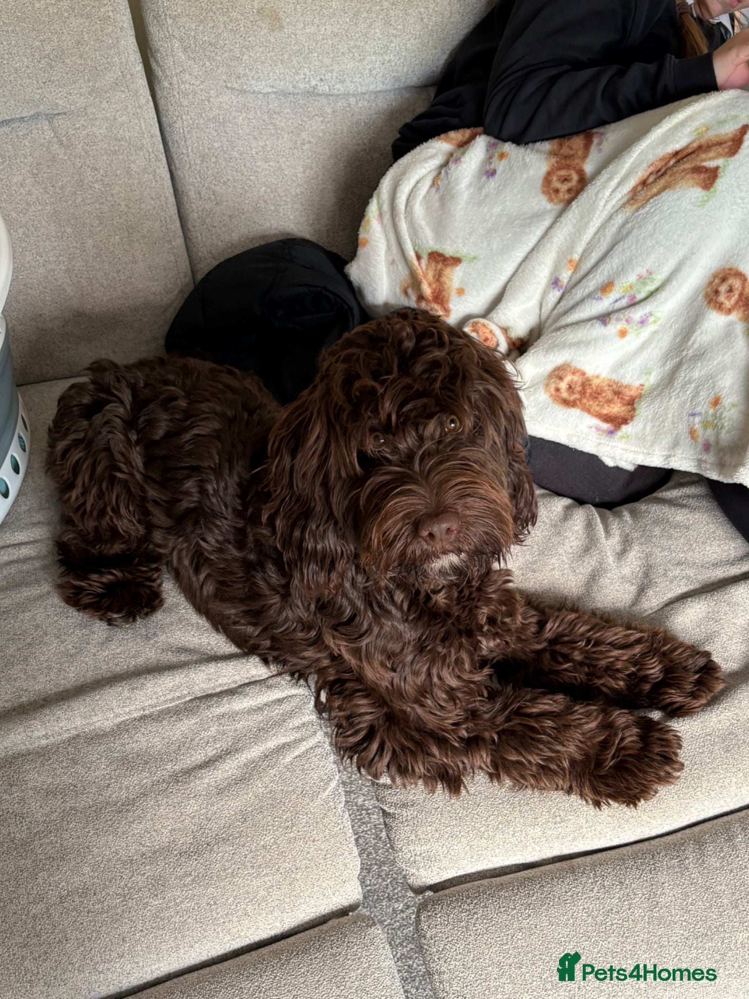 Cockapoo dogs 8 month male cockerpoo - Advert 13