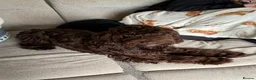 Cockapoo dogs for sale: 8 month male cockerpoo - Advert 1
