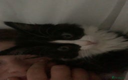 Mixed Breed cats for sale: Willing too take offers. - Image 4