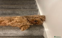 Cockapoo dogs for sale: Loving & Affectionate Dog for sale - Meet Teddy - Image 3