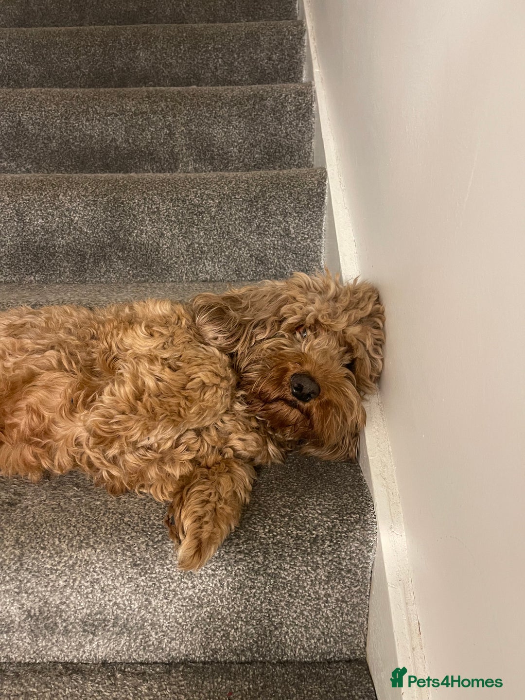 Cockapoo dogs for sale: Loving & Affectionate Dog for sale - Meet Teddy - Image 3