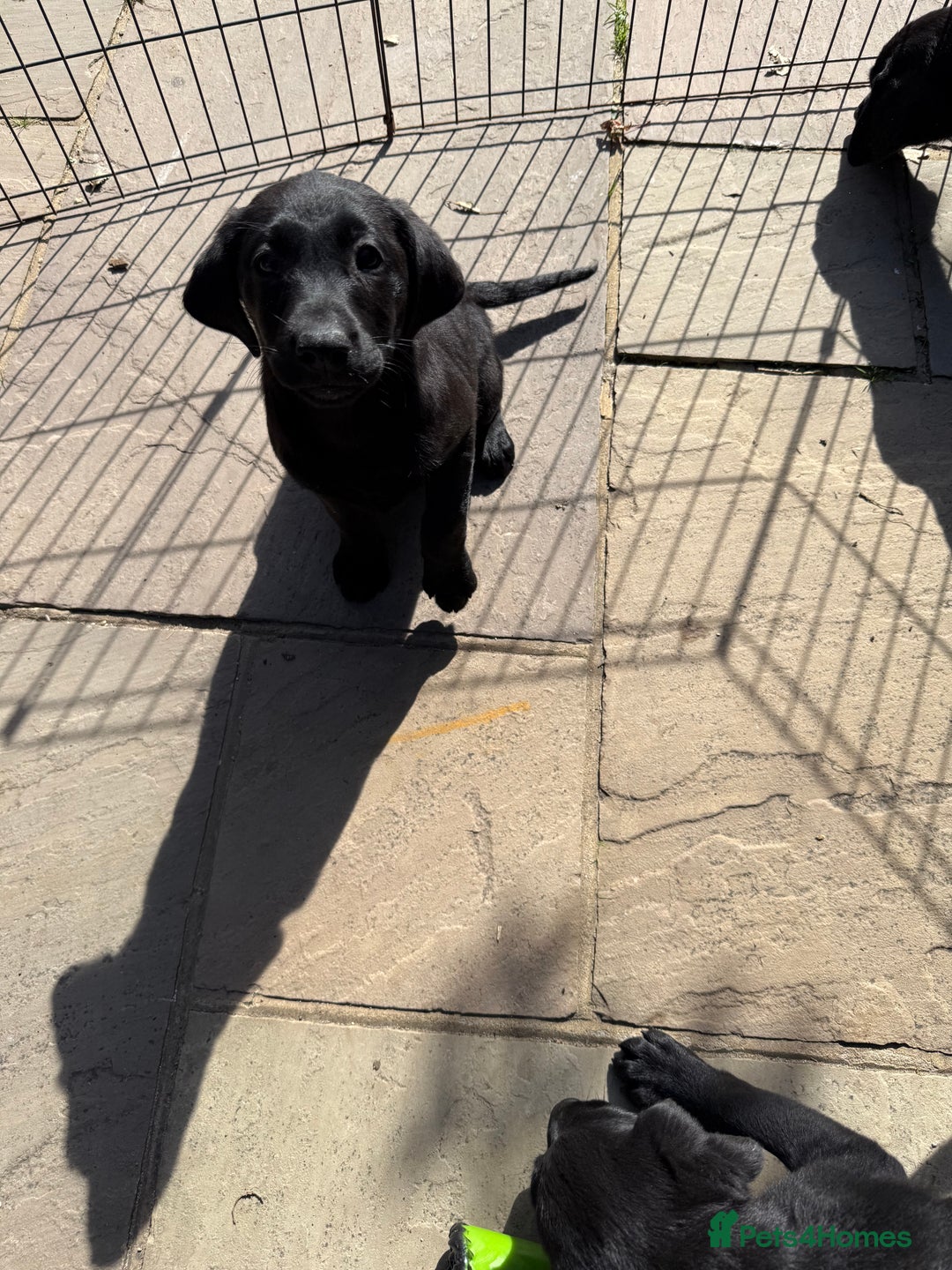 Labrador Retriever dogs for sale: Stunning black Labrador puppies  - Image 10