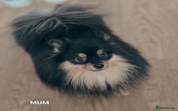 Pomeranian dogs for sale: Pomeranian girls  - Image 12
