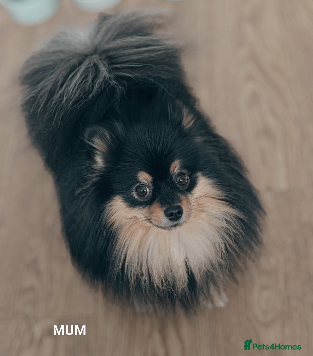 Pomeranian dogs for sale: Pomeranian girls  - Image 12