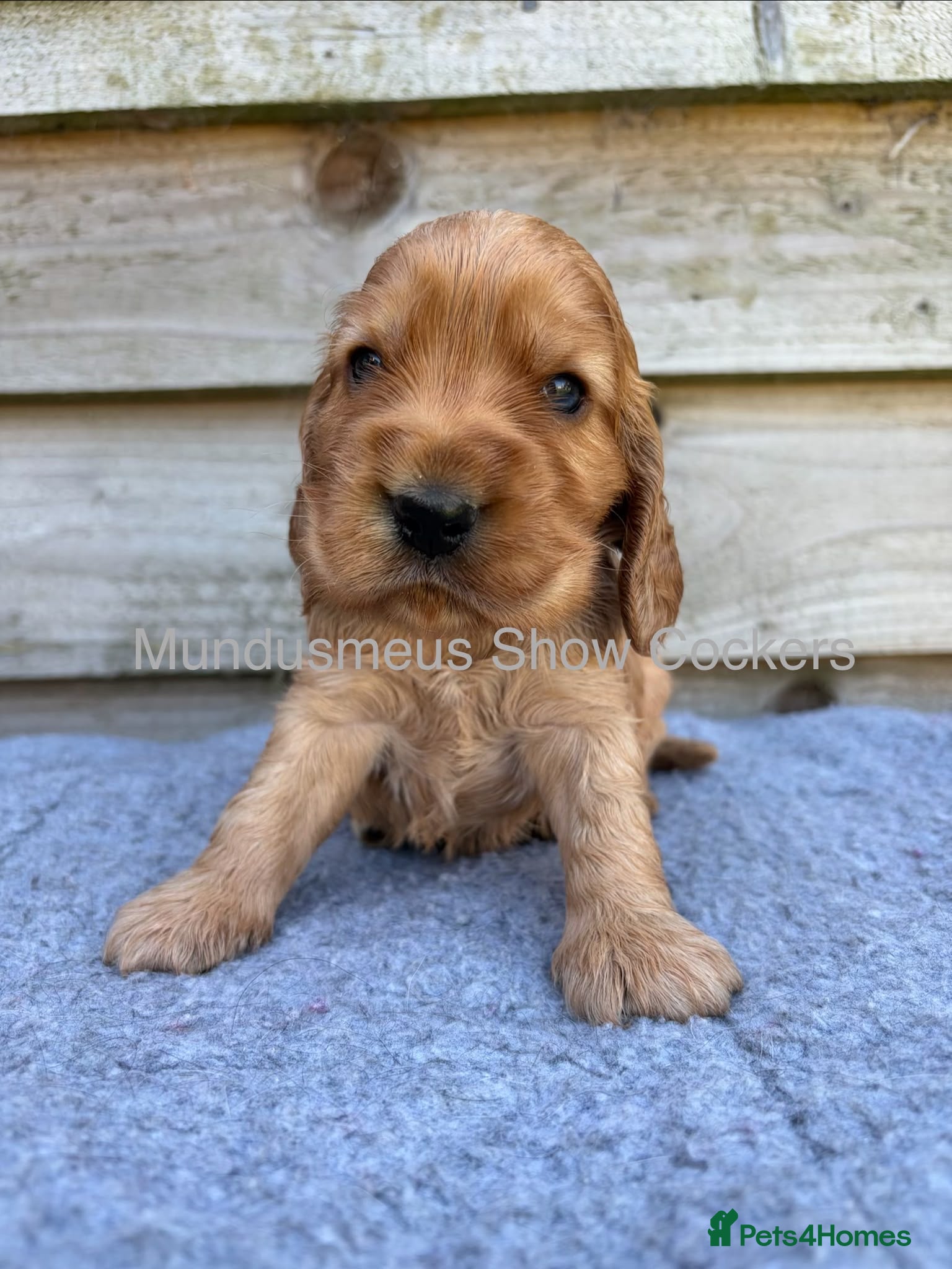 Cocker Spaniel dogs for sale: show quality gold boy and black boy - Advert 12