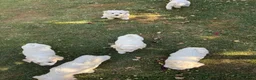 Bichon Frise dogs for sale: Hello in Stanmore - Advert 6