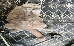 British Shorthair cats for sale: Lilac British Shorthair re-homing as only female  - Image 4