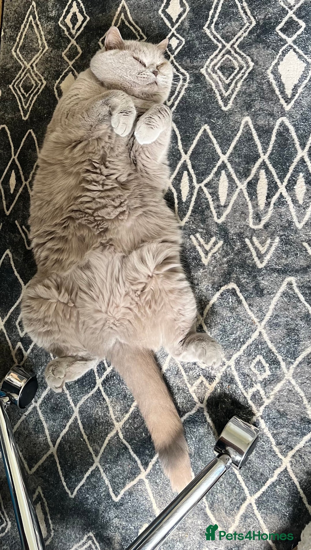 British Shorthair cats for sale: Lilac British Shorthair re-homing as only female  - Image 4