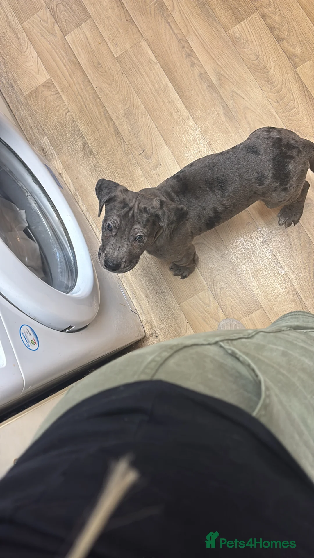 Mixed Breed dogs for sale: Great Dane mix for sale - Advert 2