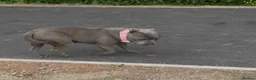 Staffordshire Bull Terrier dogs for sale: 3 year old blue female  - Advert 4