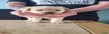 Labrador Retriever Puppy 2