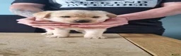Labrador Retriever dogs for sale: Ruby's litter in Peterlee - Advert 3