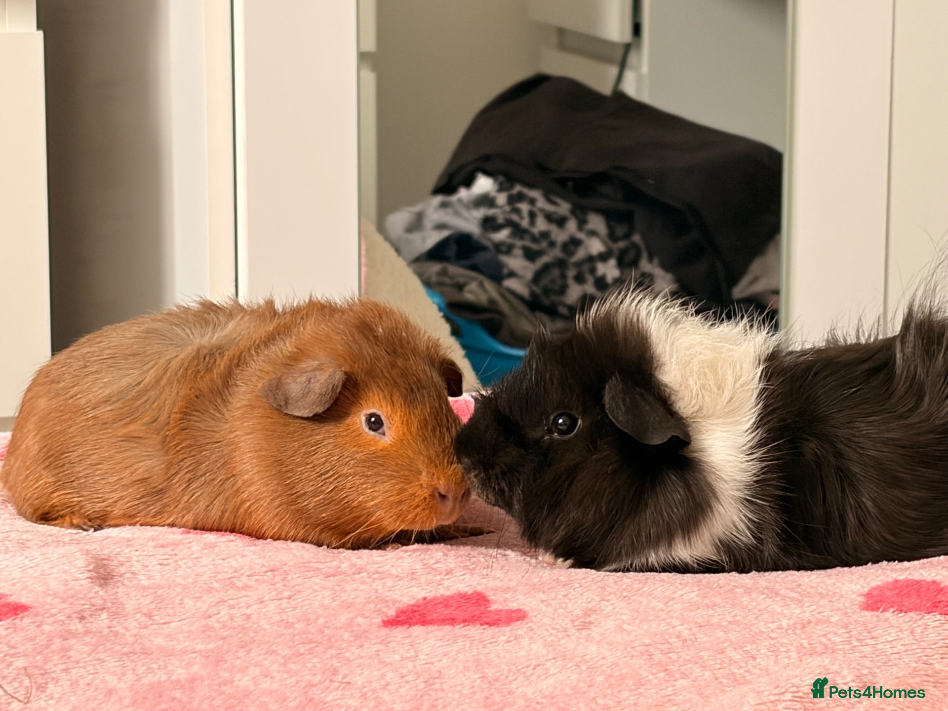 Guinea Pig rodents Male Guinea Pigs - Advert 1