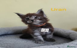 Maine Coon cats for sale: Absolutelly gorgeous kittens  - Image 11