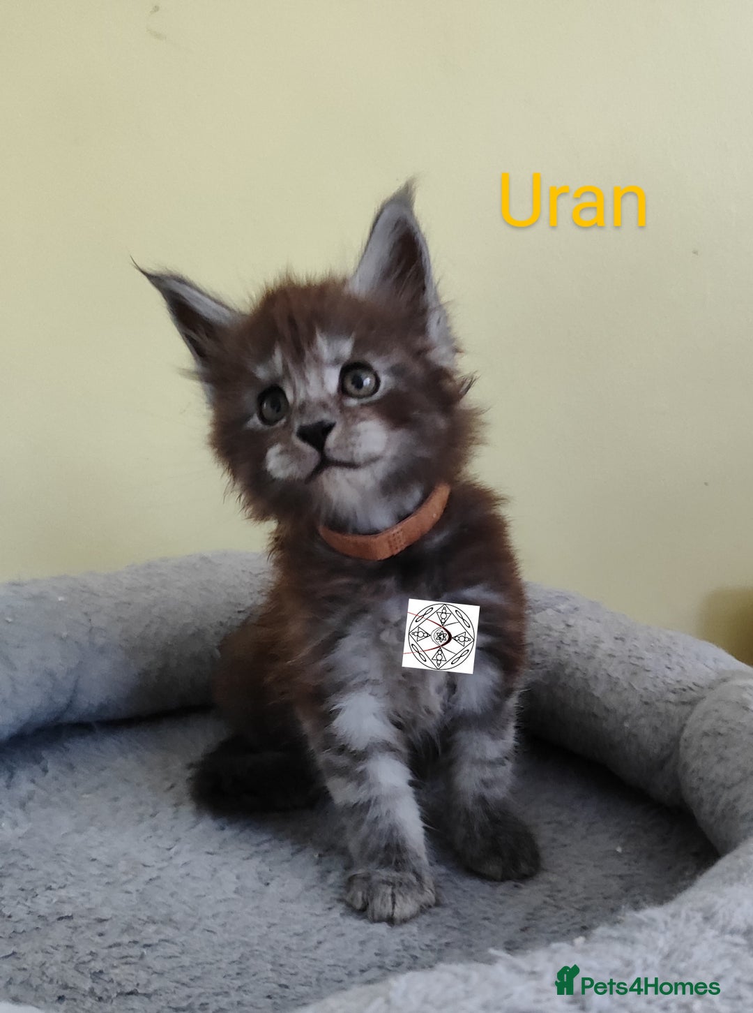 Maine Coon cats for sale: Absolutelly gorgeous kittens  - Image 11