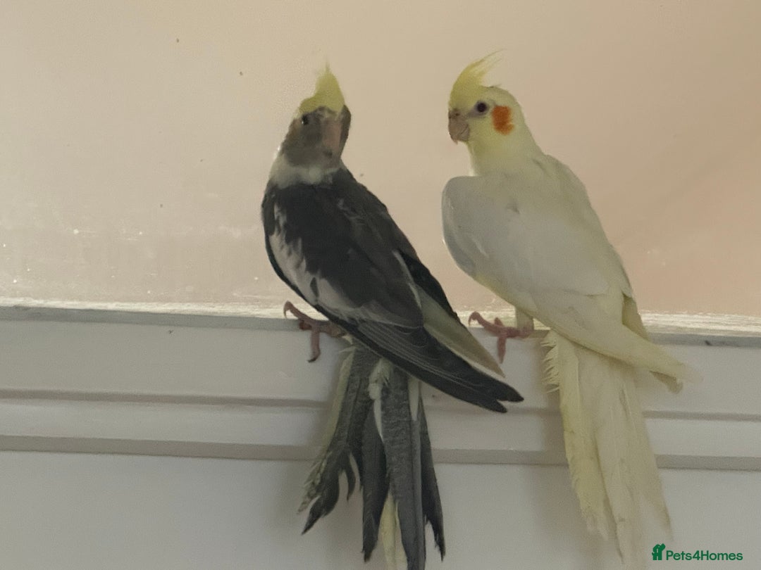 Cockatiels birds for sale: Baby cockatiel birds - Image 15