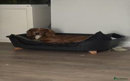 Cocker Spaniel dogs for sale: Working cocker spaniel  - Advert 6