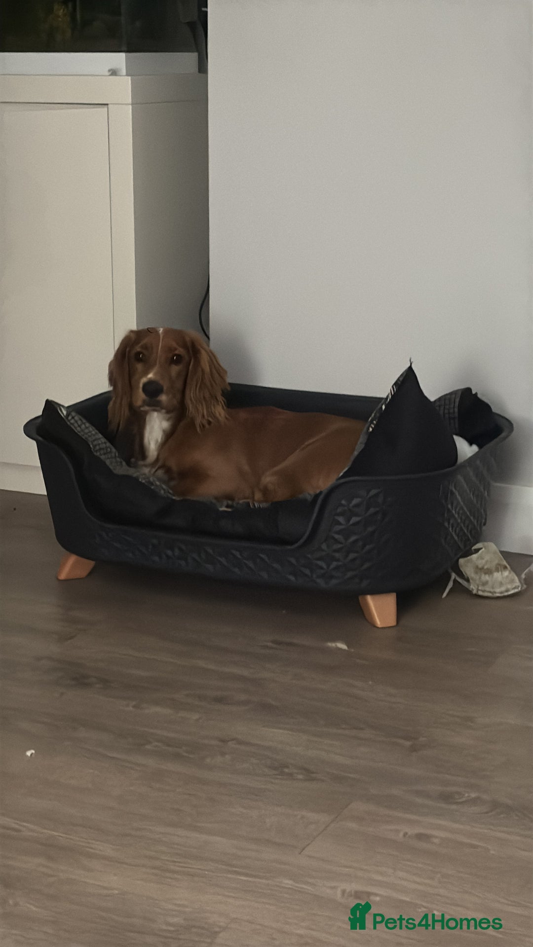 Cocker Spaniel dogs for sale: Working cocker spaniel  - Advert 6