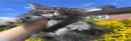 Maine Coon cats for sale: Maine Coon purebred kittens available  - Advert 2