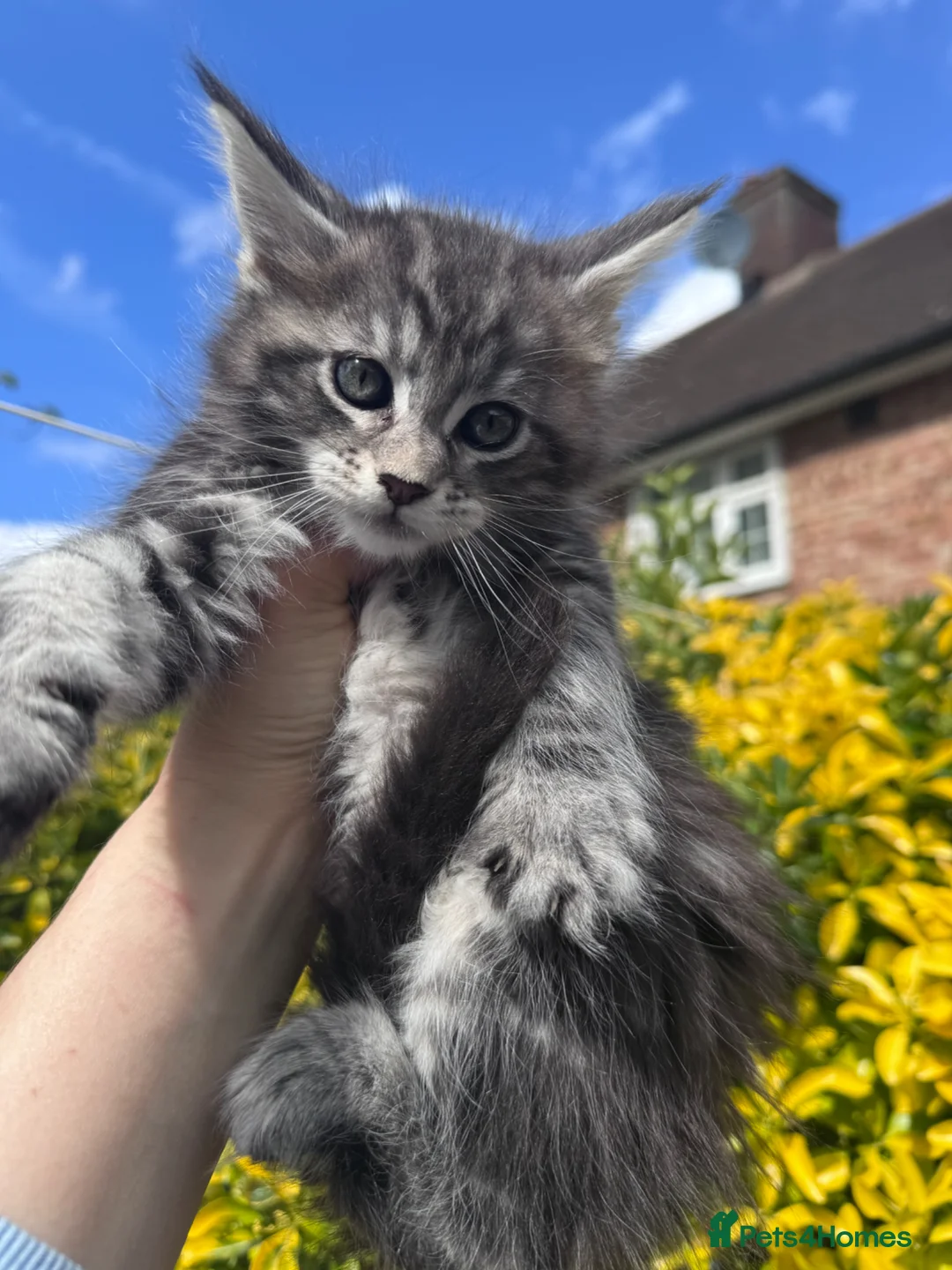 Maine Coon cats for sale: Maine Coon purebred kittens available  - Advert 2