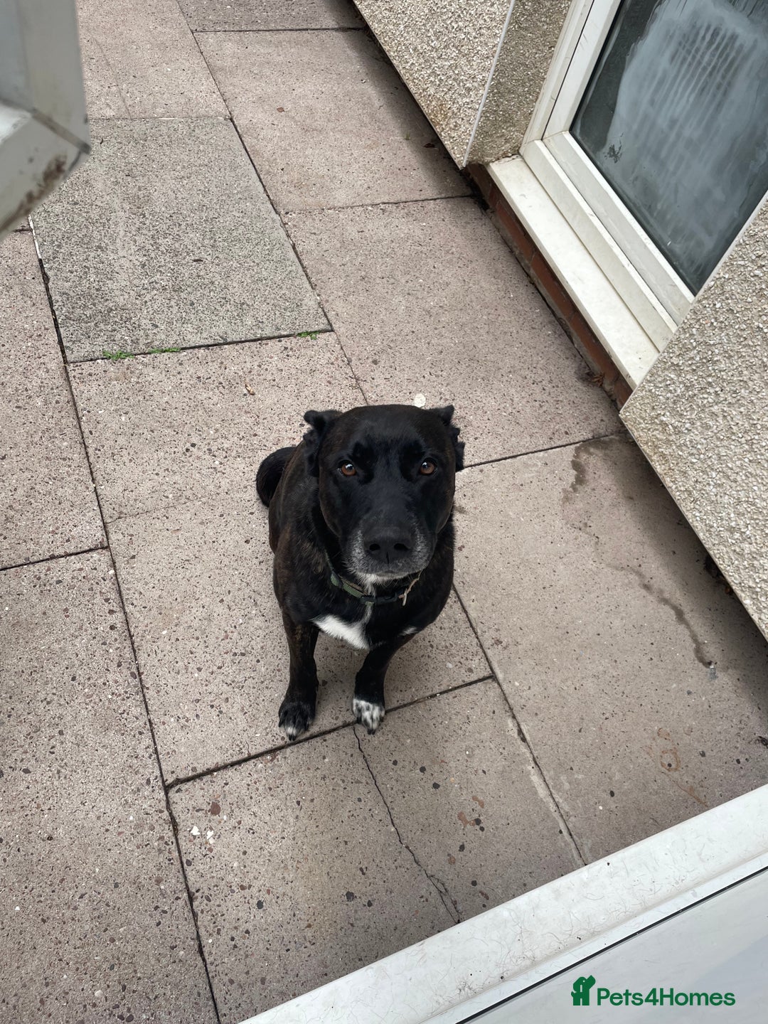 Mixed Breed dogs for sale: Dog Needed to be Rehomed  - Image 4