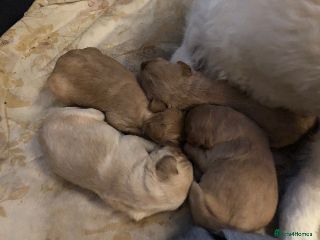 Labradoodle dogs for sale: 8 Beautiful Labradoodle Puppies  - Advert 8