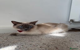 Maine Coon cats for sale: Ready Now! White Maine Coon x Ragdoll 🐱 - Image 9
