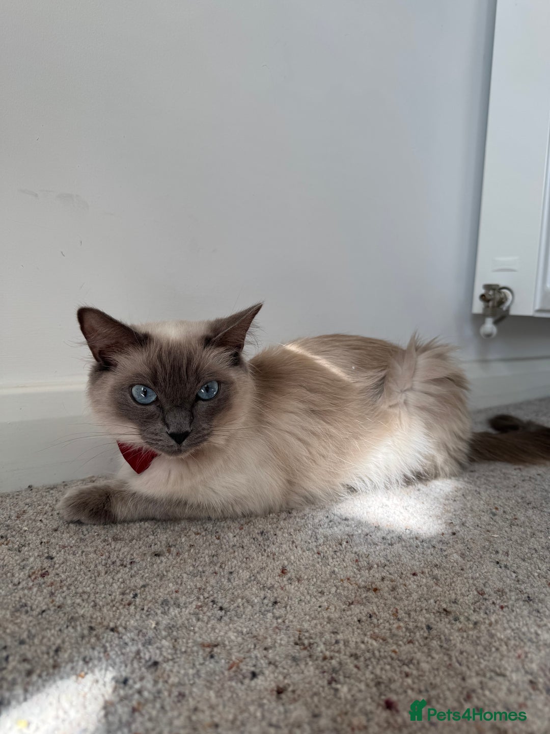 Maine Coon cats for sale: Ready Now! White Maine Coon x Ragdoll 🐱 - Image 9