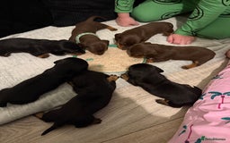 Miniature Dachshund dogs for sale: Miniature dachshund puppies. KC REG, PRA CLEAR 🥰 - Advert 4