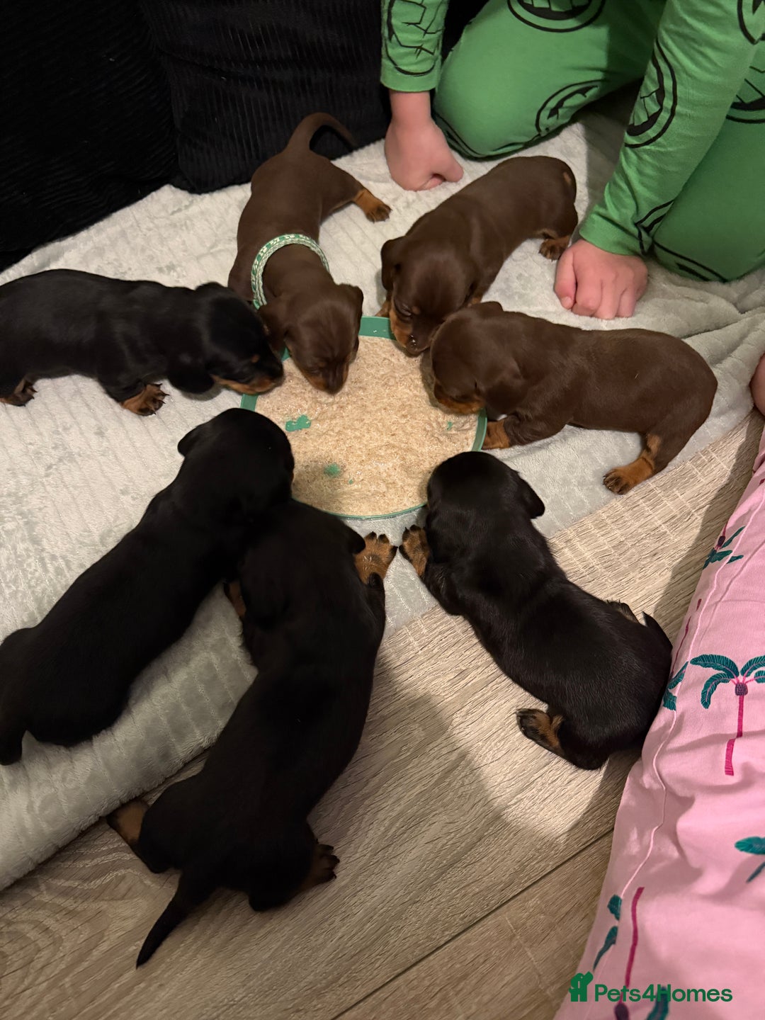 Miniature Dachshund dogs for sale: Miniature dachshund puppies. KC REG, PRA CLEAR 🥰 - Advert 4