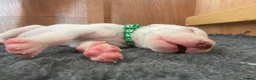 Dalmatian dogs for sale: Exceptional KC Liver Spotted Dalmatian Puppies in Worcester - Advert 13