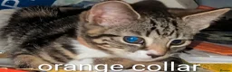 Mixed Breed cats for sale: Need to Go- Last Two, microchip included - Advert 20