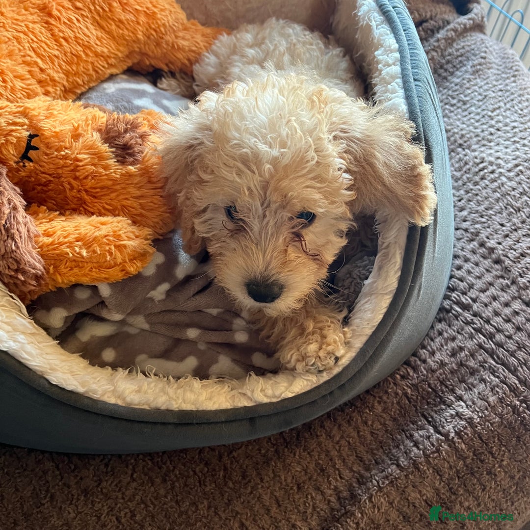 Mixed Breed dogs for sale: F1b Australian Labradoodle  - Advert 35