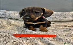 Dachshund dogs for sale: wirehaired dachshunds (teckels) - Image 13