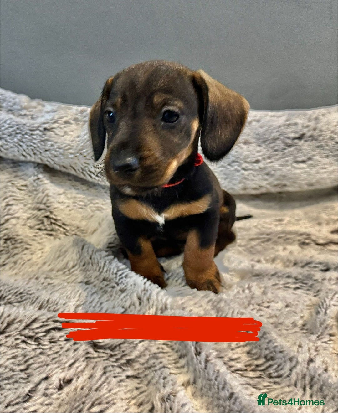 Dachshund dogs for sale: wirehaired dachshunds (teckels) - Image 13