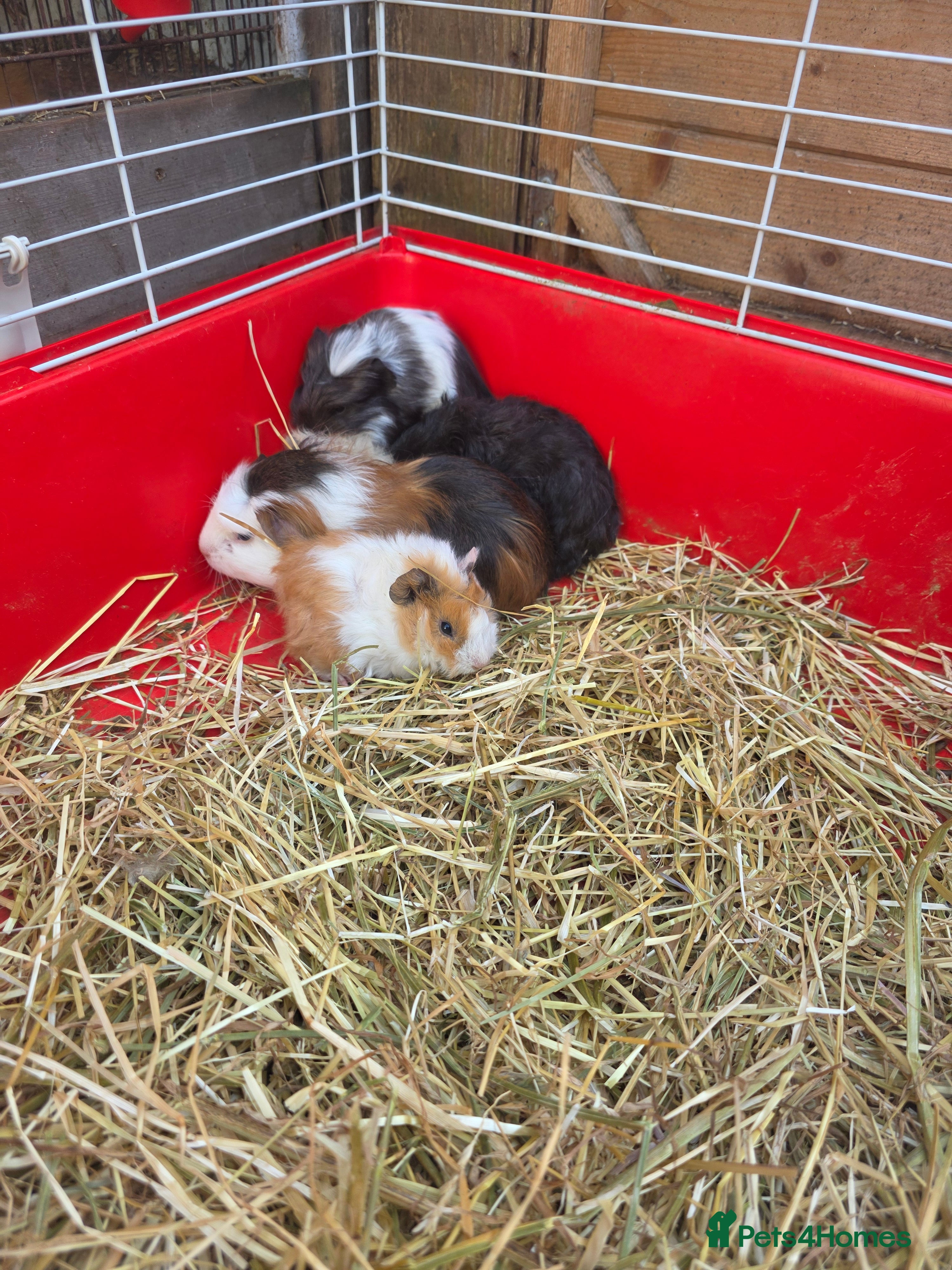 Guinea Pig rodents Guinea pigs  - Advert 14