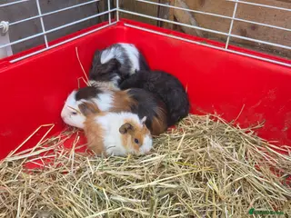 Guinea Pig rodents Guinea pigs - Advert 14