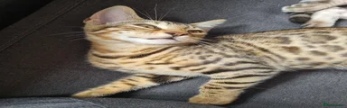 Brown spotted bengal boy